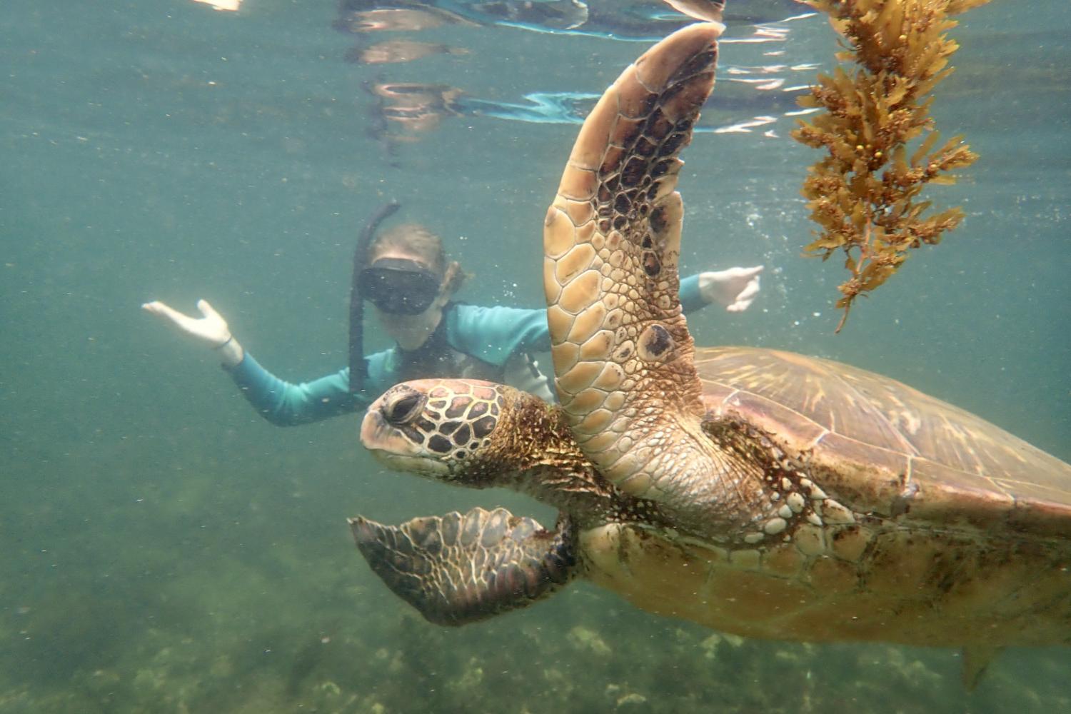 一名<a href='http://q469jy.gafmacademy.com'>博彩网址大全</a>学生在Galápagos群岛游学途中与一只巨龟游泳.